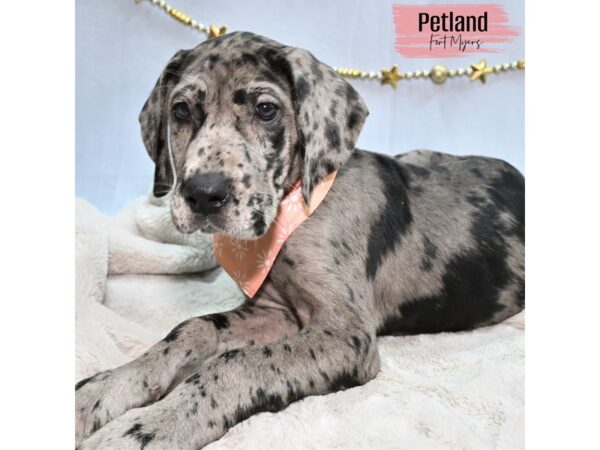 Great Dane--Female---Petland Fort Myers, Florida