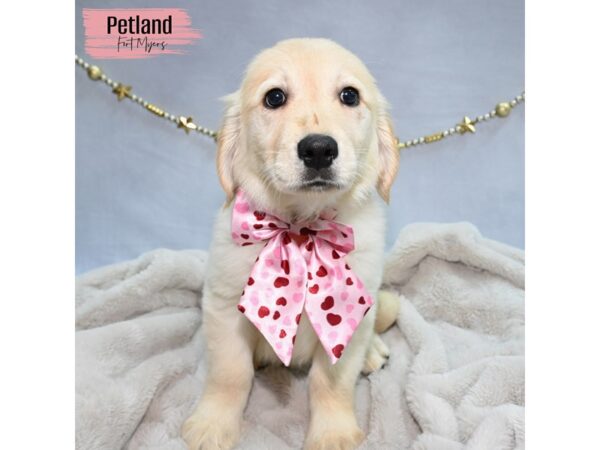 Golden Retriever--Female---Petland Fort Myers, Florida