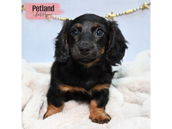 Dachshund--Female---Petland Fort Myers, Florida
