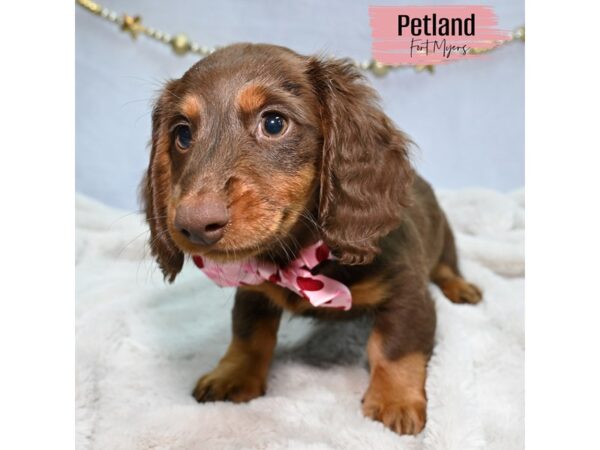 Dachshund--Female---Petland Fort Myers, Florida