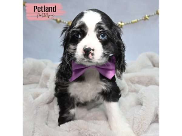 Cocker Spaniel--Female---Petland Fort Myers, Florida