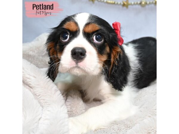 Cavalier King Charles Spaniel--Female---Petland Fort Myers, Florida