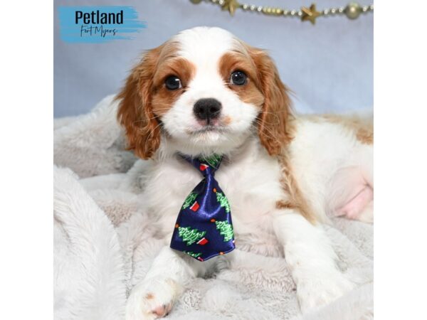 Cavalier King Charles Spaniel--Male---Petland Fort Myers, Florida