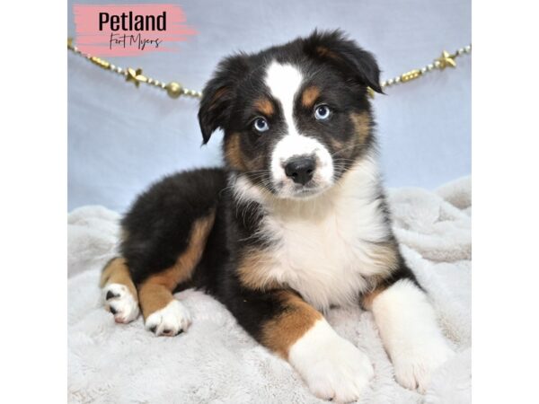 Australian Shepherd--Female---Petland Fort Myers, Florida