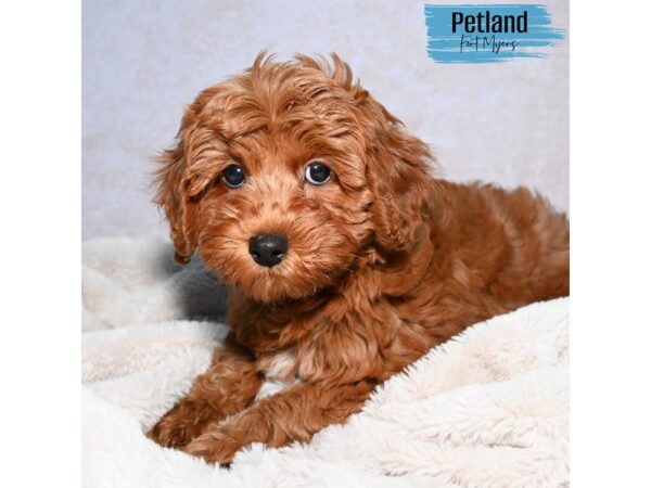 Cavapoo F2--Male---Petland Fort Myers, Florida