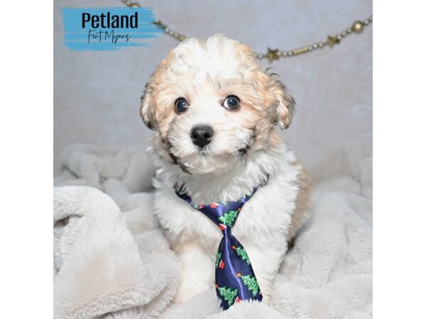 Poochon--Male---Petland Fort Myers, Florida