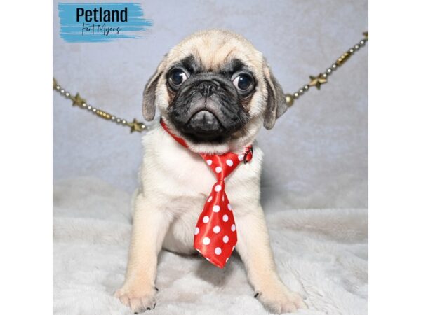 Pug--Male---Petland Fort Myers, Florida