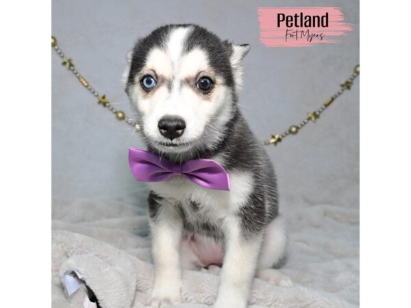 Pomsky--Female---Petland Fort Myers, Florida