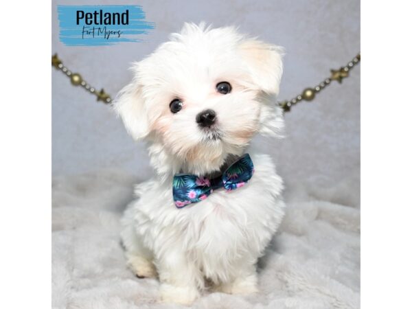 Maltese--Male---Petland Fort Myers, Florida