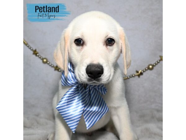Labrador Retriever--Male---Petland Fort Myers, Florida