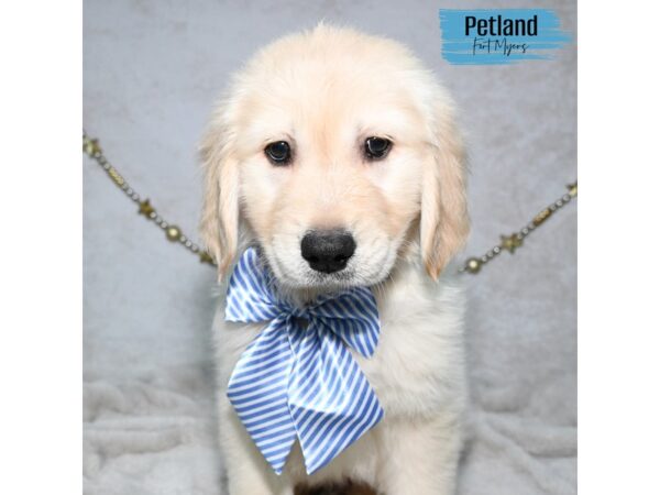 Golden Retriever--Male---Petland Fort Myers, Florida