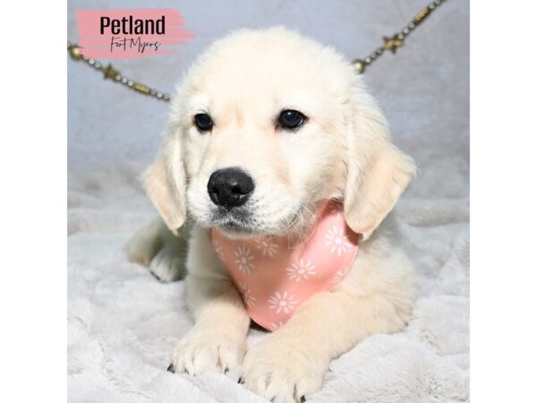 Golden Retriever--Female---Petland Fort Myers, Florida