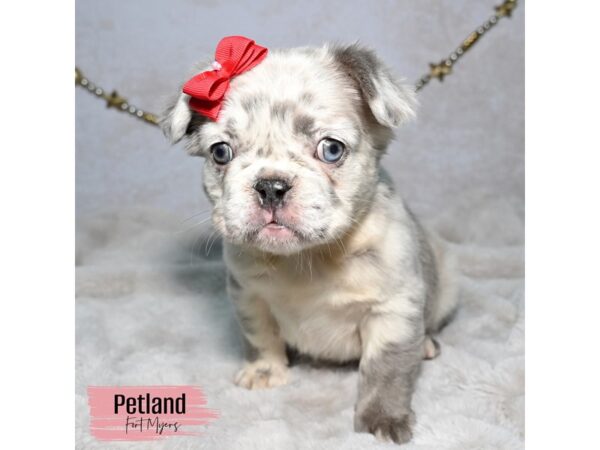 Fluffy French Bulldog--Female---Petland Fort Myers, Florida