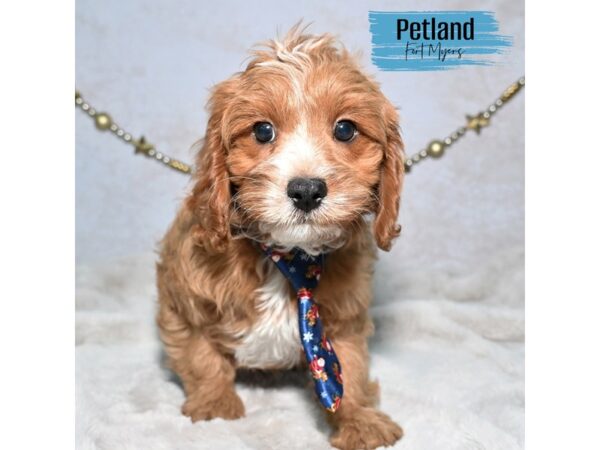 Cavapoo--Male---Petland Fort Myers, Florida