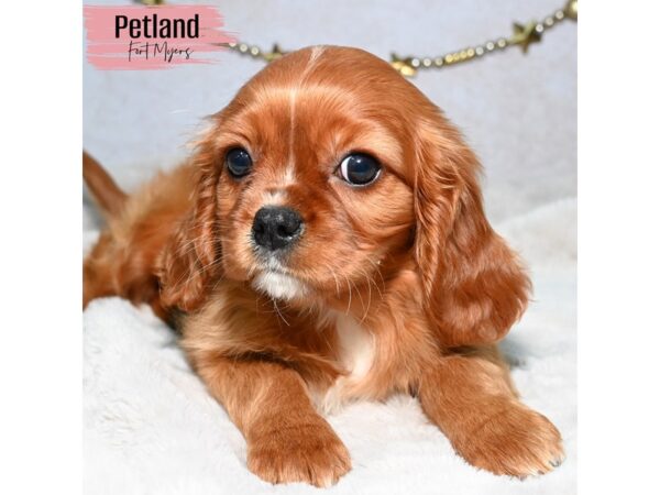 Cavalier King Charles Spaniel--Female---Petland Fort Myers, Florida