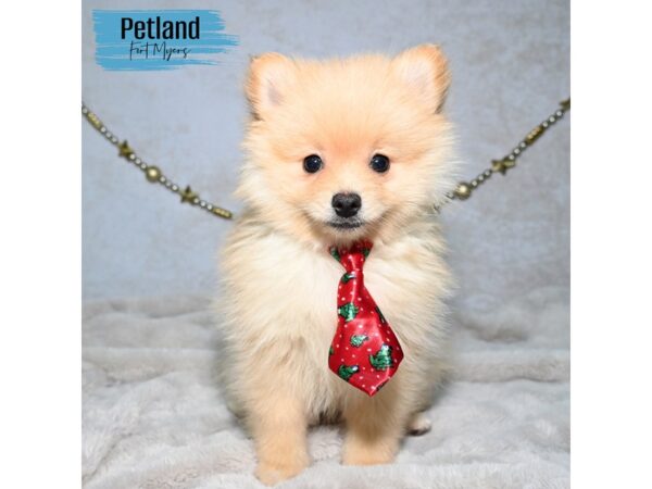 Pomeranian--Male---Petland Fort Myers, Florida