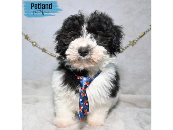 Havanese--Male---Petland Fort Myers, Florida
