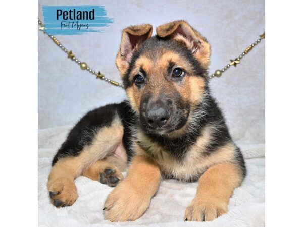 German Shepherd--Male---Petland Fort Myers, Florida
