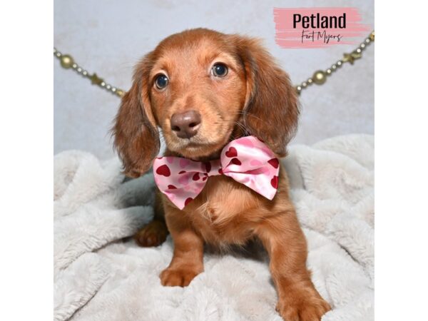 Dachshund--Female---Petland Fort Myers, Florida