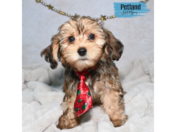 Cavapoo--Male---Petland Fort Myers, Florida