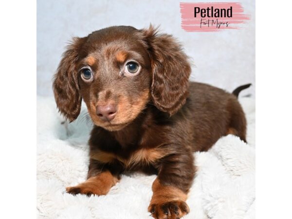 Dachshund--Female---Petland Fort Myers, Florida