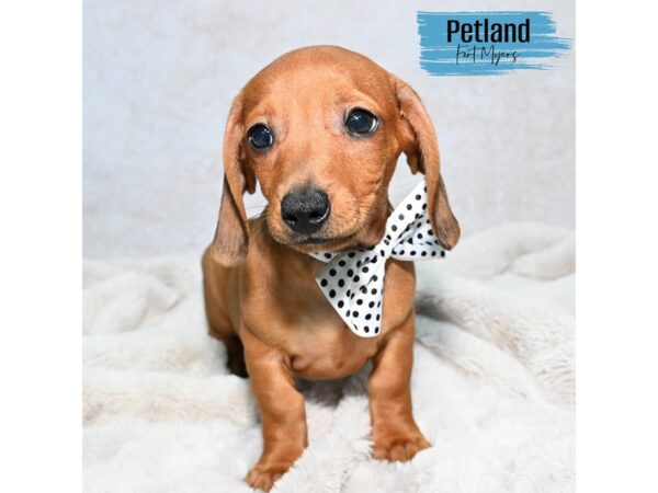 Dachshund--Male---Petland Fort Myers, Florida