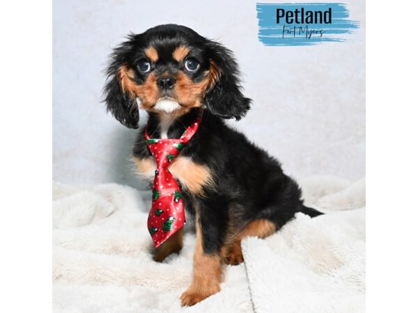 Cavalier King Charles Spaniel--Male---Petland Fort Myers, Florida