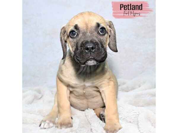 Cane Corso--Female---Petland Fort Myers, Florida