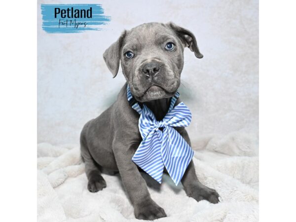 Cane Corso--Male---Petland Fort Myers, Florida