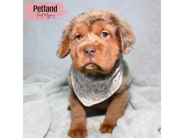 Miniature Hippo--Female---Petland Fort Myers, Florida