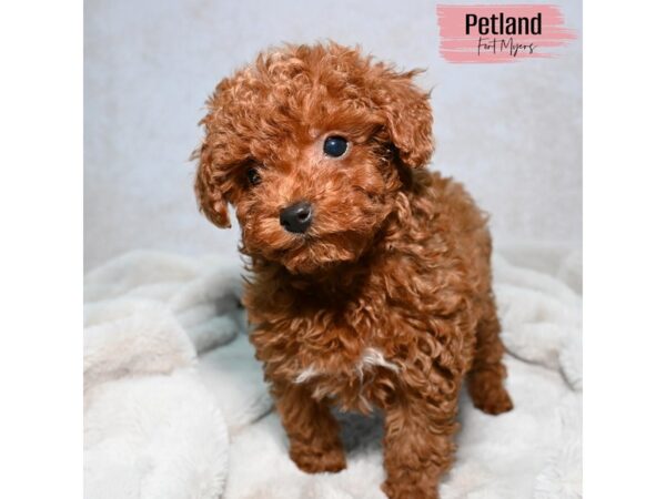 Miniature Poodle--Female---Petland Fort Myers, Florida