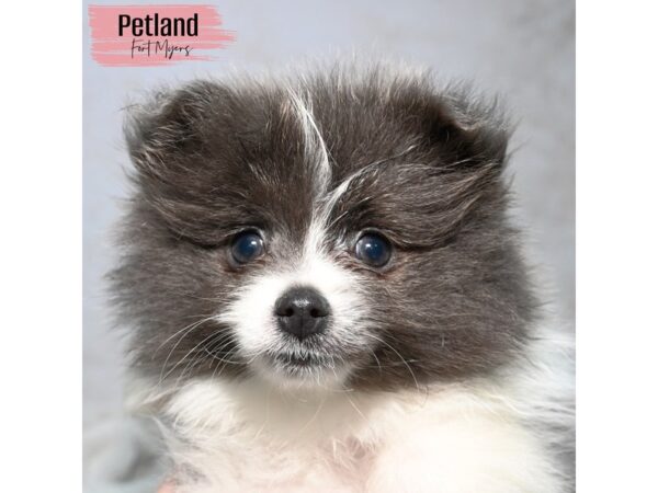 Pomeranian--Female---Petland Fort Myers, Florida