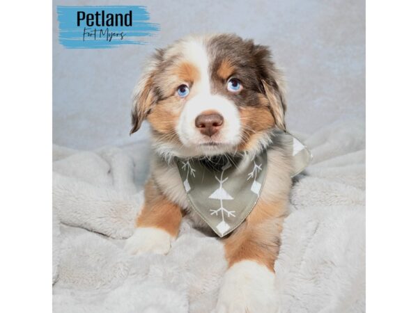 Miniature Australian Shepherd--Male---Petland Fort Myers, Florida