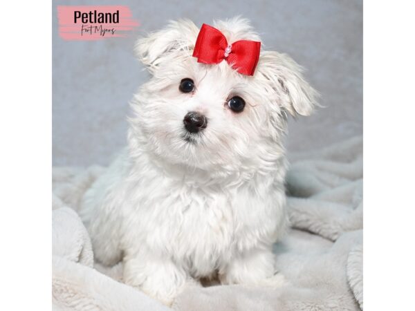 Maltese--Female---Petland Fort Myers, Florida