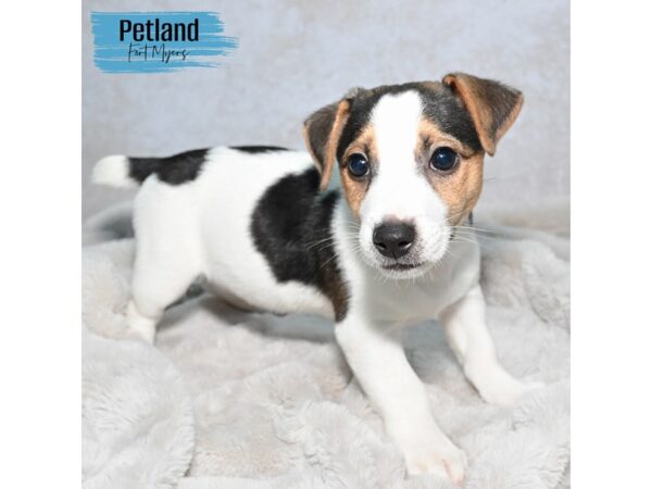 Jack Russell Terrier--Male---Petland Fort Myers, Florida