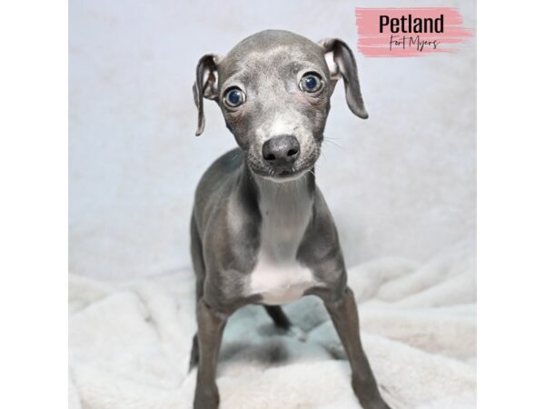 Italian Greyhound--Female---Petland Fort Myers, Florida