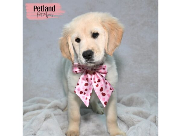 Golden Retriever--Female---Petland Fort Myers, Florida