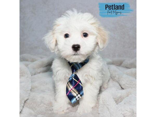 Coton De Tulear--Male---Petland Fort Myers, Florida