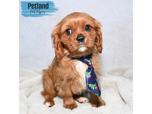 Cavalier King Charles Spaniel--Male---Petland Fort Myers, Florida