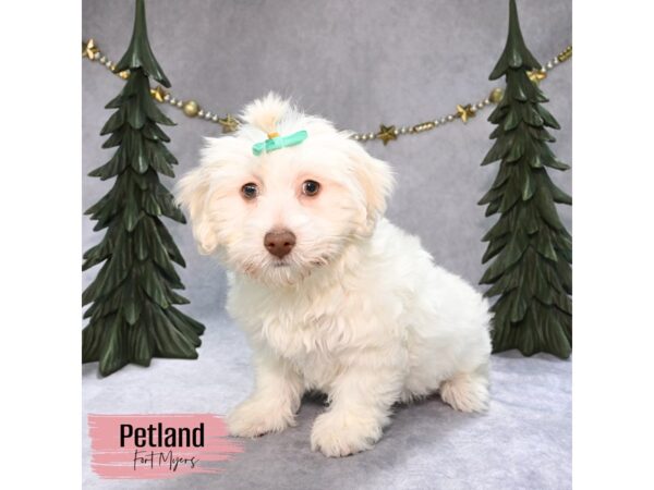 Havachon--Female---Petland Fort Myers, Florida