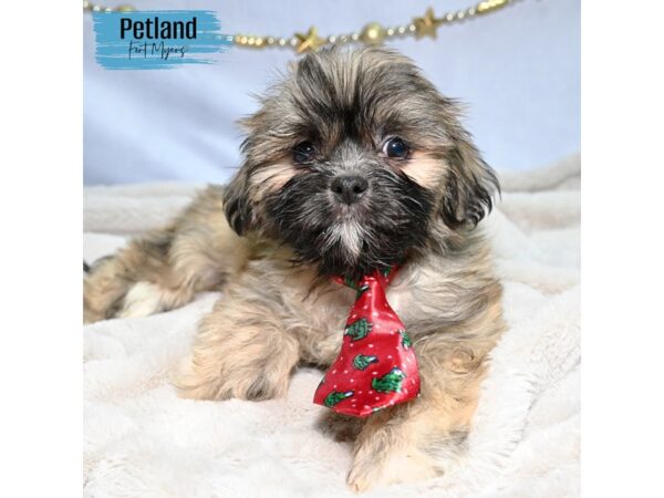 Shih Tzu--Male---Petland Fort Myers, Florida