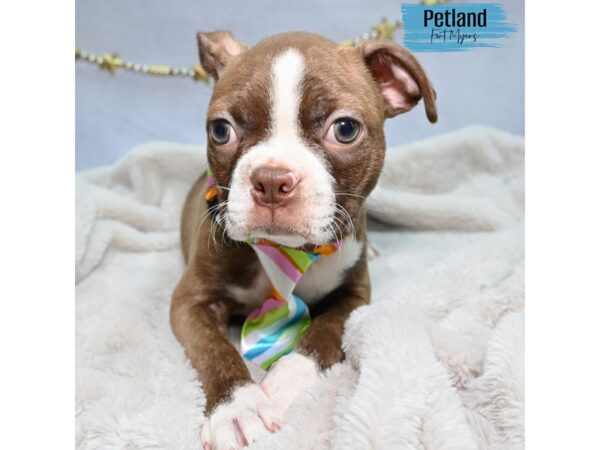 Boston Terrier--Male---Petland Fort Myers, Florida