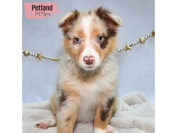 Australian Shepherd--Female---Petland Fort Myers, Florida