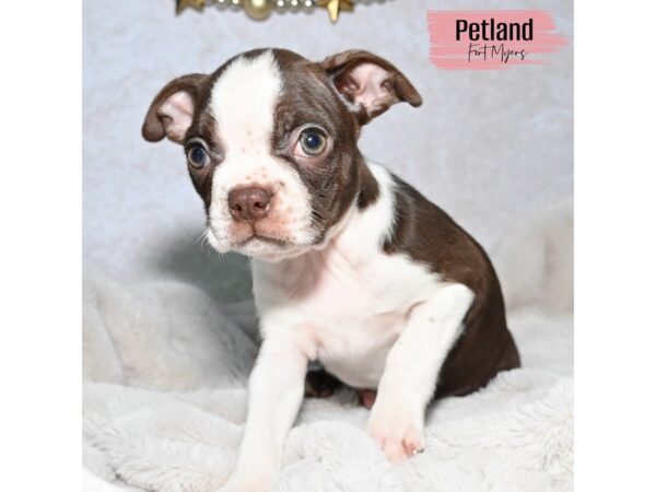 Boston Terrier--Female---Petland Fort Myers, Florida