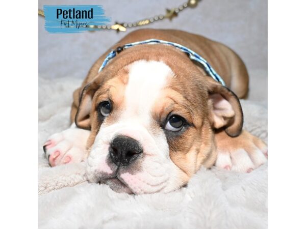 Victorian Bulldog--Male---Petland Fort Myers, Florida