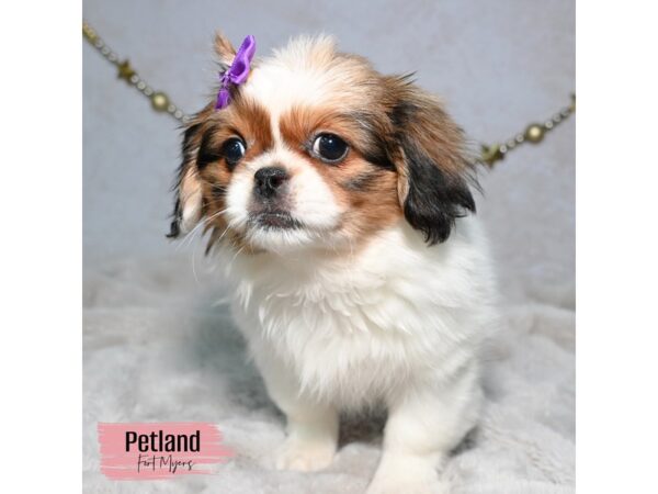 Pekingese--Female---Petland Fort Myers, Florida