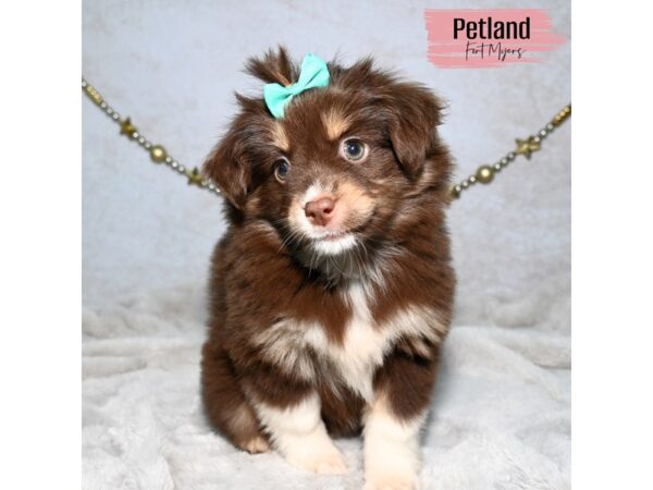 Miniature Australian Shepherd--Female---Petland Fort Myers, Florida