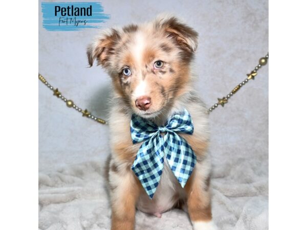 Australian Shepherd--Male---Petland Fort Myers, Florida
