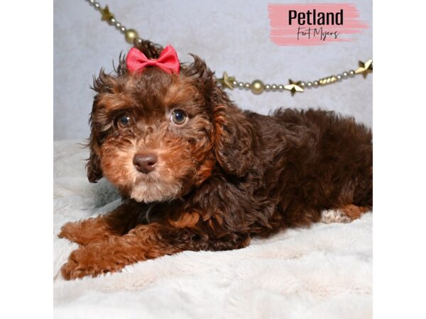 Toy Aussie Poo--Female---Petland Fort Myers, Florida