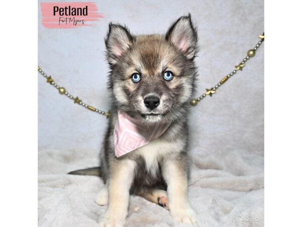Siberian Husky--Female---Petland Fort Myers, Florida